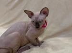 Lola - Sphynx Cat For Sale - Brooklyn, NY, US