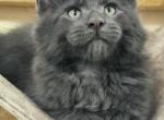 Max - Maine Coon Cat For Sale - Hollywood, FL, US