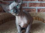 Walter - Sphynx Cat For Sale - Brooklyn, NY, US