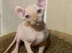 Gimbal - Sphynx Cat For Sale - Brooklyn, NY, US