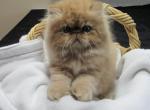 Reserved Red tabby male persian kitten - Persian Cat For Sale - KY, US