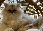 CFA Sver Shaded Persian Little Princess - Persian Cat For Sale - Huntsville, AL, US