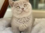 Mason - British Shorthair Cat For Sale - Vancouver, WA, US