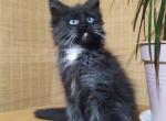 Azul - Maine Coon Cat For Sale - Brighton, CO, US