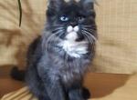 Bonita - Maine Coon Cat For Sale - Brighton, CO, US