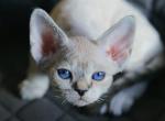 Irbis - Devon Rex Cat For Sale - Hollywood, FL, US