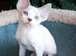 Gavroche - Devon Rex Cat For Sale - Hollywood, FL, US