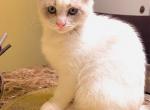 AngelinaBallerina - Scottish Fold Cat For Sale - WI, US