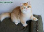 Shantaren Shakh Adem ny12 color - British Shorthair Cat For Sale - San Francisco, CA, US