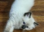 Beautiful - Ragdoll Cat For Sale - Mount Joy, PA, US