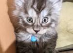 BlackSmokeMaineCoons - Maine Coon Kitten For Sale - Seattle, WA, US