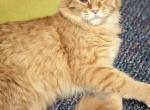 Helen - Maine Coon Kitten For Sale - Staten Island, NY, US