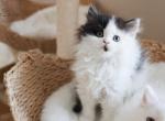 K I W I - Scottish Straight Kitten For Sale - Fontana, CA, US