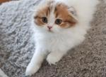 K A M I - Scottish Fold Kitten For Sale - Fontana, CA, US