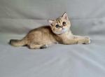 Mona - British Shorthair Cat For Sale - Charlotte, NC, US