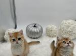 Katty - British Shorthair Cat For Sale - Charlotte, NC, US