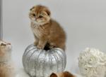 Mila - Scottish Fold Cat For Sale - Charlotte, NC, US