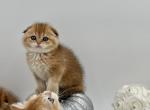 Mila - Scottish Fold Cat For Sale - Gaithersburg, MD, US