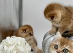 Miko - Scottish Fold Kitten For Sale - Gaithersburg, MD, US