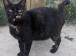 Shirley - Manx Cat For Sale - Whitehall, MT, US