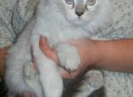 Ragdoll Ragamuffin Boy - Ragdoll Cat For Sale - Souderton, PA, US