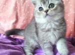 Justin - British Shorthair Cat For Sale - New York, NY, US