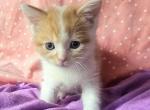 Peanut - Scottish Straight Kitten For Sale - New York, NY, US