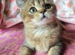 Jojo - British Shorthair Kitten For Sale - 