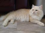 Rocky - Ragdoll Cat For Sale - 