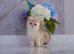 Raphael ay12 - British Shorthair Kitten For Sale - NY, US