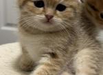 Litter B - Scottish Fold Cat For Sale - Staten Island, NY, US