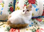 Jinxy Ready for Christmas - Exotic Cat For Sale - Pineville, LA, US