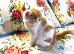 Dorothy Genetic Perfection Show Quality - Exotic Cat For Sale - Pineville, LA, US