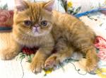 Remy Genetic Perfection Show Quality - Persian Cat For Sale - Pineville, LA, US