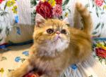 Blanche Purrfect christmas gift - Exotic Cat For Sale - Pineville, LA, US