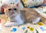 Rose Genetic Perfection Show Quality - Exotic Cat For Sale - Pineville, LA, US