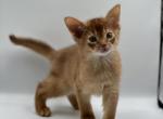 Kasper - Abyssinian Cat For Sale - Odesa, Odessa Oblast, UA