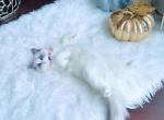 Emma very special ragdoll kitten - Ragdoll Cat For Sale - New York, NY, US