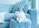 Charm seal bi color Ragdoll male kitten - Ragdoll Cat For Sale - Fairfax, VA, US