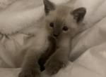 Ragdoll babies - Ragdoll Kitten For Sale - Kissimmee, FL, US