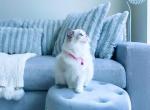 Cleopatra blue bi color ragdoll princess - Ragdoll Cat For Sale - Indianapolis, IN, US