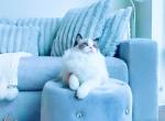 Charm seal bi color ragdoll male - Ragdoll Cat For Sale - Indianapolis, IN, US