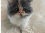 CFA Luna - Persian Cat For Sale - Dallas, TX, US