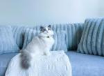 Crystal blue bi color ragdoll prince - Ragdoll Cat For Sale - Indianapolis, IN, US