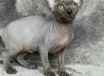 Trinity - Sphynx Cat For Sale - Norwalk, CT, US