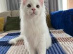 Winford - Maine Coon Cat For Sale - Hollywood, FL, US