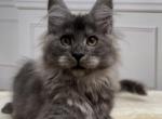 Roxolana - Maine Coon Cat For Sale - Hollywood, FL, US