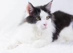 OLIVER Big Boss - Maine Coon Cat For Sale - Brooklyn, NY, US