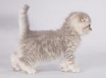 Sammi adorable boy blue leopard scottish fold - Scottish Fold Kitten For Sale - CA, US