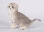 Solana sweet blue leopard girl scottish fold - Scottish Fold Kitten For Sale - CA, US